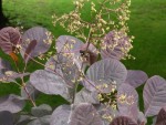 Vu ça dans un jardin, environ un mètre de haut, mais il semble destiné à grandir.