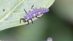 Larve coccinelle 03.jpg