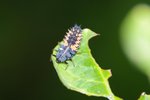 Larve coccinelle 02.jpg