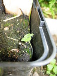 DSCN4337.JPG
