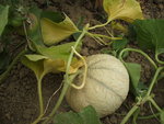 DSCF2443.JPG