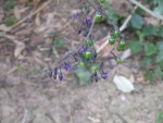 IMG_4099.jpg