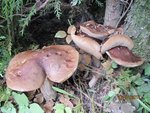 2011-07-31  découverte x (5).jpg