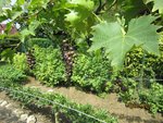 2011-07-31 promesses x.jpg