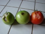 DSC02141.JPG