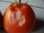 DSC02145.JPG