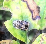 Insecte - detail.jpg