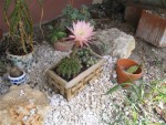 fleur%20de%20cactus.jpg