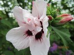 2011-07-21 baie dte x.jpg