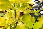 arbre à perruques-cotinus golden spirit