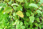 holidiscus discolor ariifolius