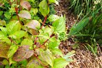 cornouiller-cornus alba aurea