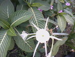 voici ma fleur<br />qui est elle ?