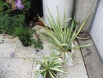 aout 2011 002 (Small).JPG