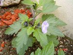 DSC04133.JPG