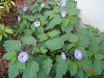 DSC04139.JPG