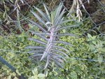 herbe ou plante.jpg
