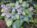 2011-08-05 hosta cbre Agn.x.jpg