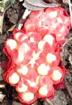 DSC00477 r.jpg