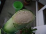 Extrémité biseautée de la tête coupé