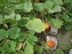 DSCN3385.JPG
