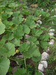 DSCN3386.JPG