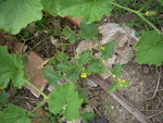 DSCN3392.JPG