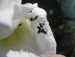 le nouveau rosier photo 1