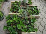 stolons de fraisiers et plants de lavande.jpg
