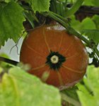 _DSC7325.jpg