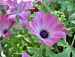 Osteospermum