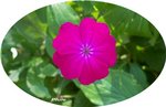 Lychnis