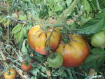 DSC02411.JPG