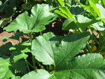 Courge et courte pointe 019.jpg