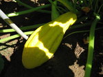 Courge et courte pointe 017.jpg