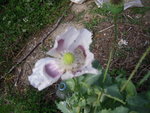 DSCN3235.JPG