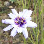 une fleur.jpg