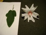 Bonjour à tous<br />Ma copine a cette plante dans son jardin mais dans un pot à l'ombre.ça ressemble un peu à un hibiscus mais cette forme des pétales n'est jamais montré sur tous les sites internet que j'ai visité.Si quelqu'un ou quelqu'une peu m'aider car non plus ne sait pas ce que c'est puisqu'on lui a offert sans l'étiquette , bien sur !<br />Merci d'avance