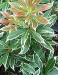 Pieris japonica Andromède.jpg