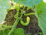courgettes 10aout- 01.jpg