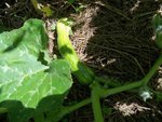 courgette aout -02.jpg
