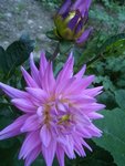 dahlia (2).JPG