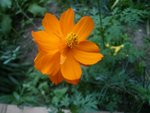 cosmos.JPG
