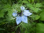 nigelle.JPG
