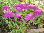 DSC01907a.jpg