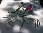 DSCF1490a.jpg