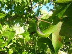 Liquidambar 2.jpg