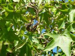 Liquidambar 3.jpg