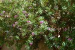 DSC_0188.jpg