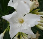 P1010157 - Copie.JPG